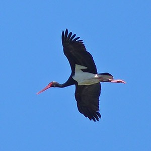 Adult Black Stork - Ciconia nigra © John Muddeman